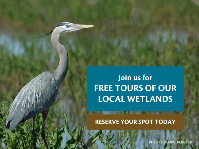 Wetland Tours