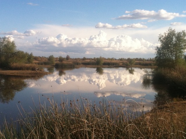 City of Davis Wetlands