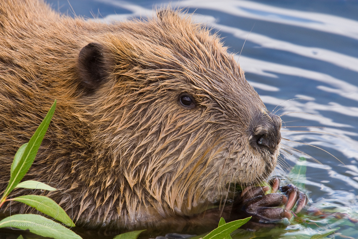 Wetland Mammals – Beavers